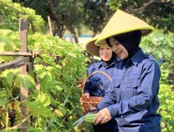 Lapas Tangerang Panen Raya, Warga Binaan Dipersiapkan Jadi Petani Mandiri